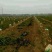 山东荷兰土豆大量上市产地基地都有货欢迎全国各地客商
