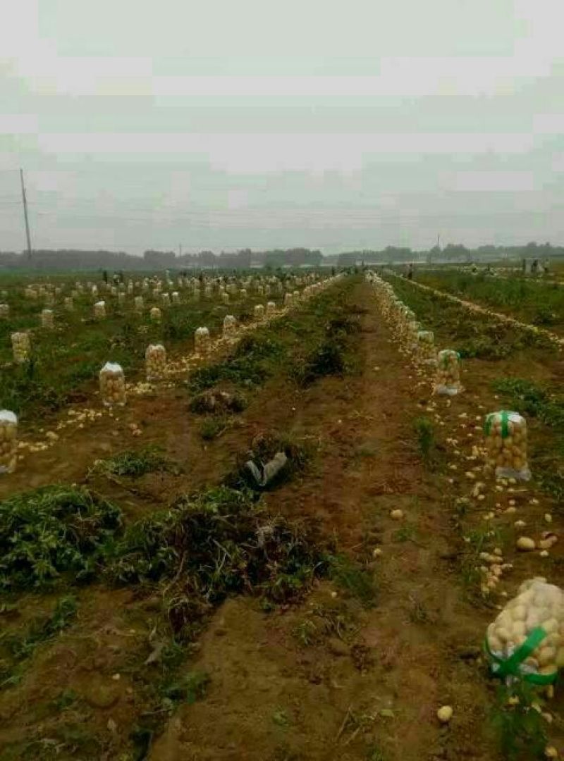 山东荷兰土豆大量上市产地基地都有货欢迎全国各地客商
