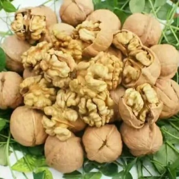 香玲核桃30mm以上去皮干