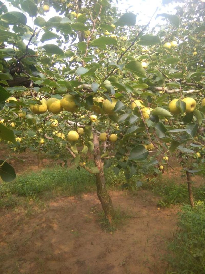 砀山梨200~250g光果