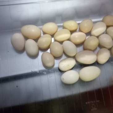 土鸡蛋食用60~75g