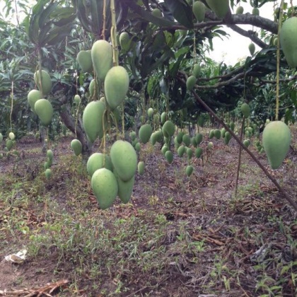 海南东方市芒果 2两以上批发_王明园供应_一亩