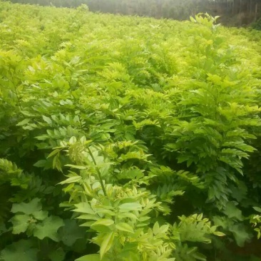 黄花梨树苗50~80cm1~4cm