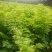 黄花梨树苗50~80cm1~4cm