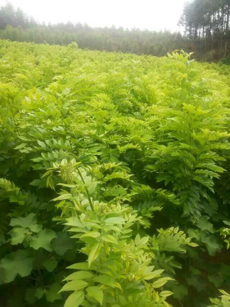 黄花梨树苗50~80cm1~4cm