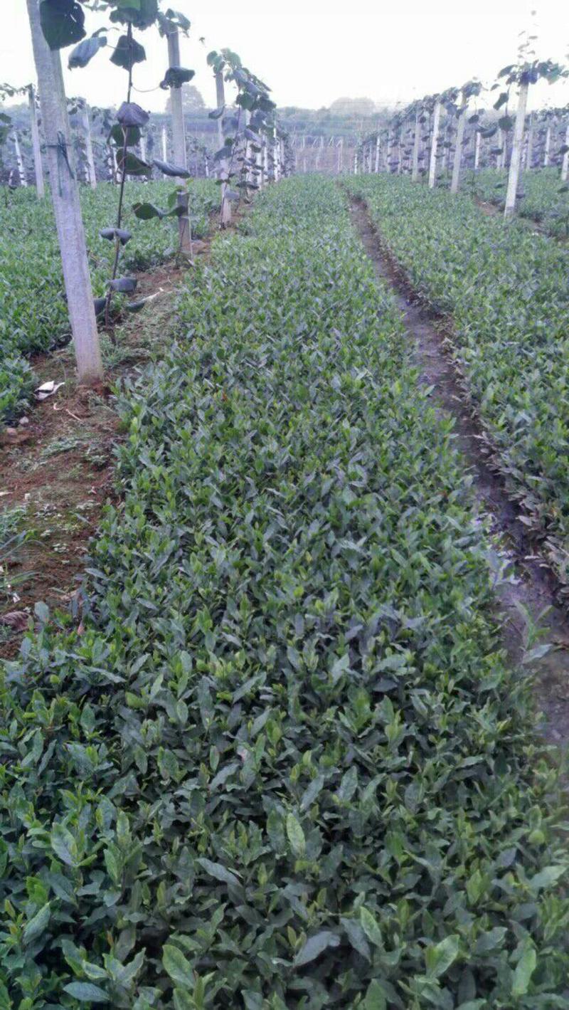 茶叶树苗产地直量大从优