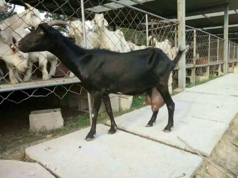 肉驴100~200斤