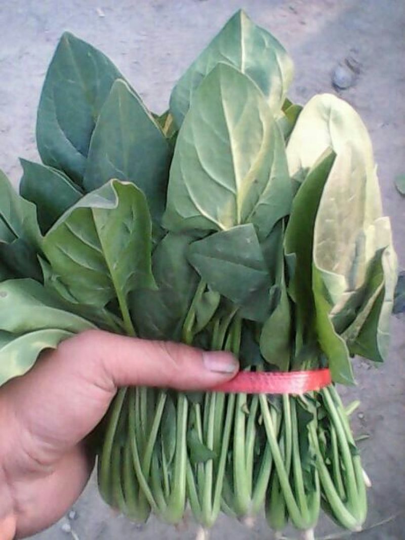 越冬菠菜