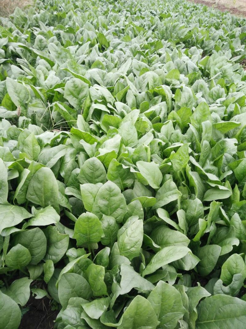 大叶菠菜20~25厘米