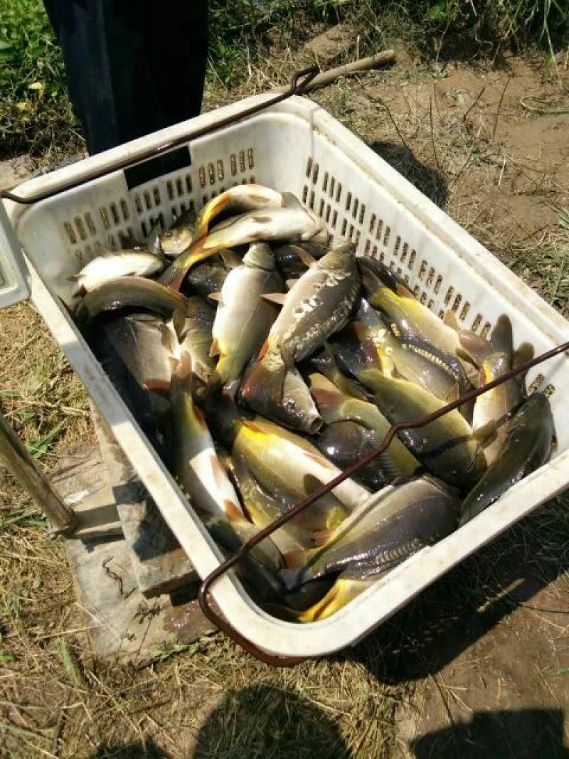 池鲤鱼食用1~2公斤