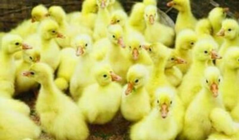 浙东白鹅苗250g以下