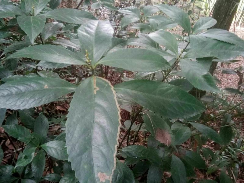 草珊瑚种子草珊瑚苗草珊瑚