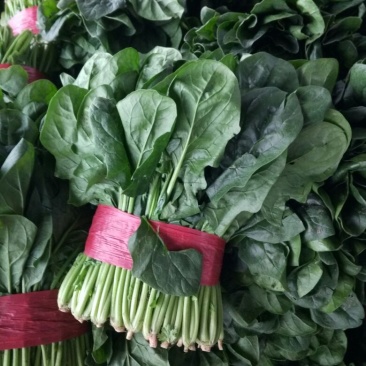 大叶菠菜25~30厘米