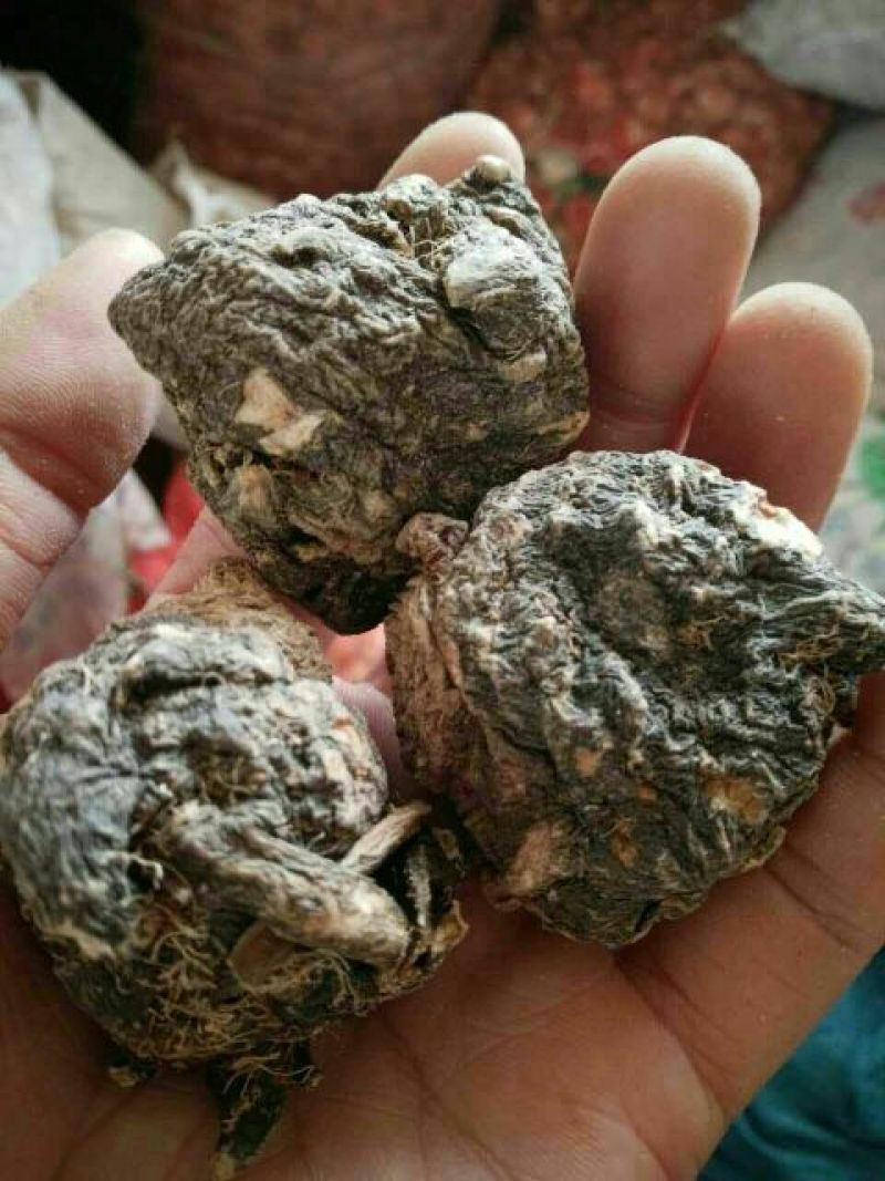 黑玛卡黑色