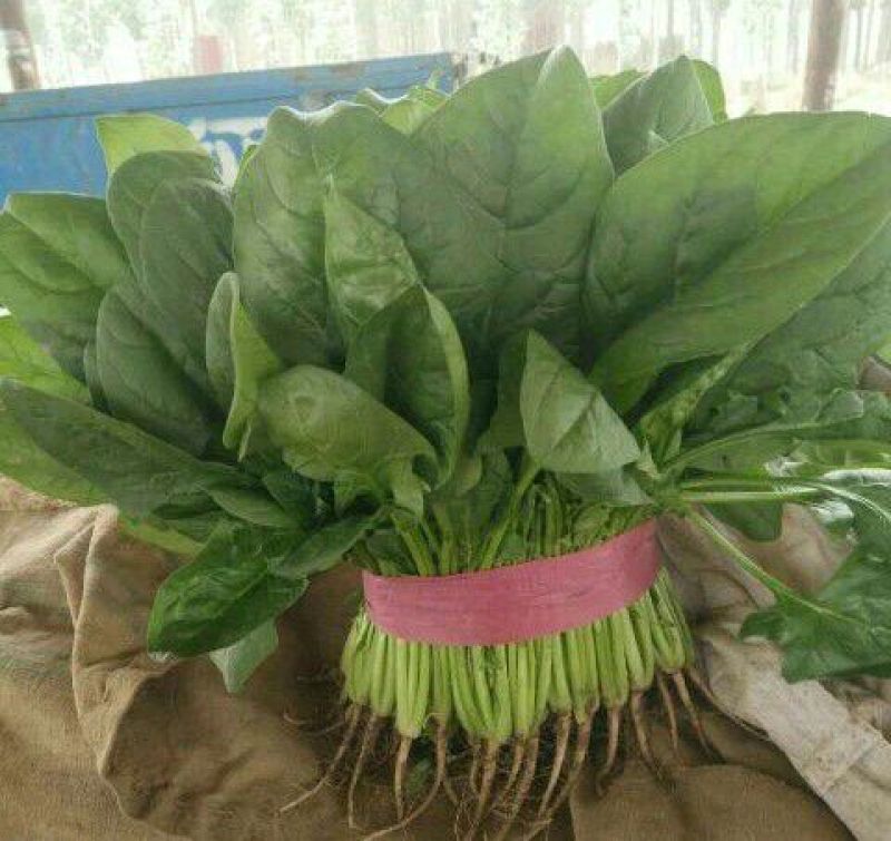 大叶菠菜20~25厘米
