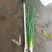 小葱40~45cm，无蓝粉