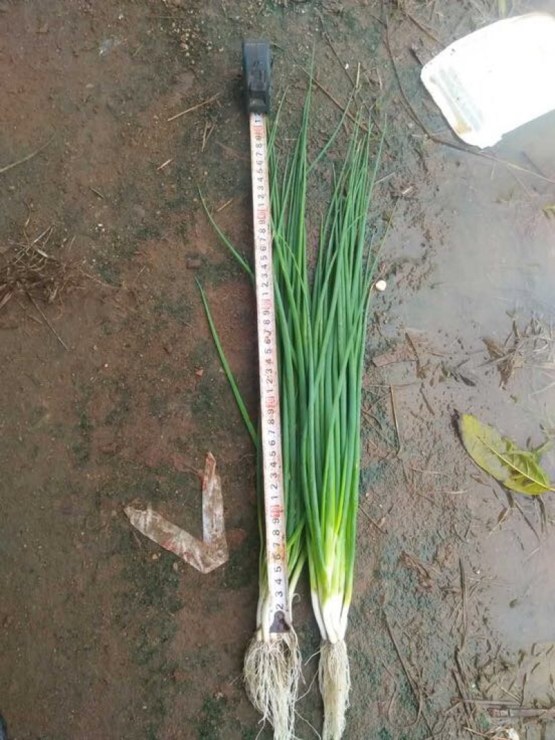 小葱40~45cm，无蓝粉