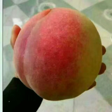 桃树苗70~80cm
