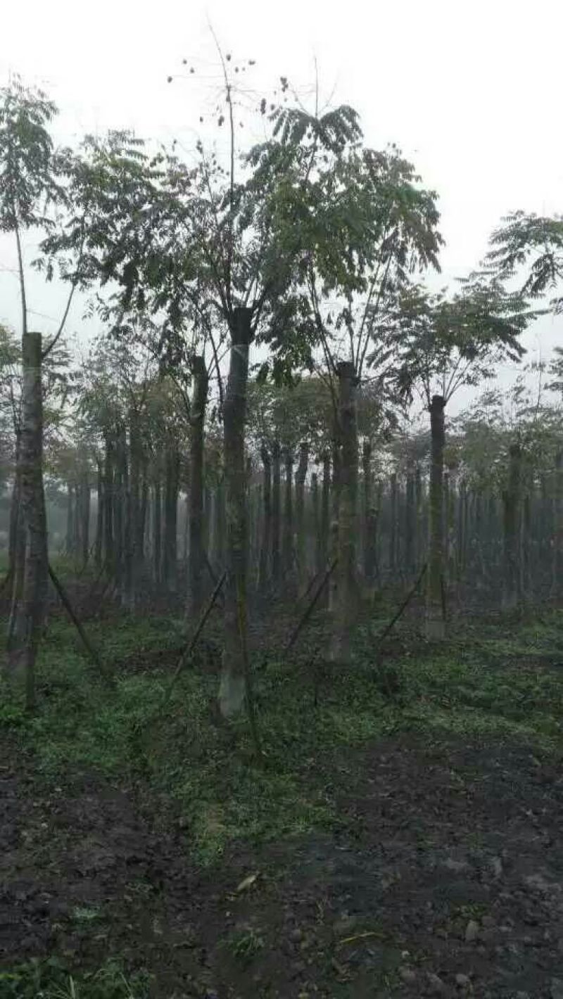 栾树