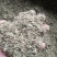 花生糠