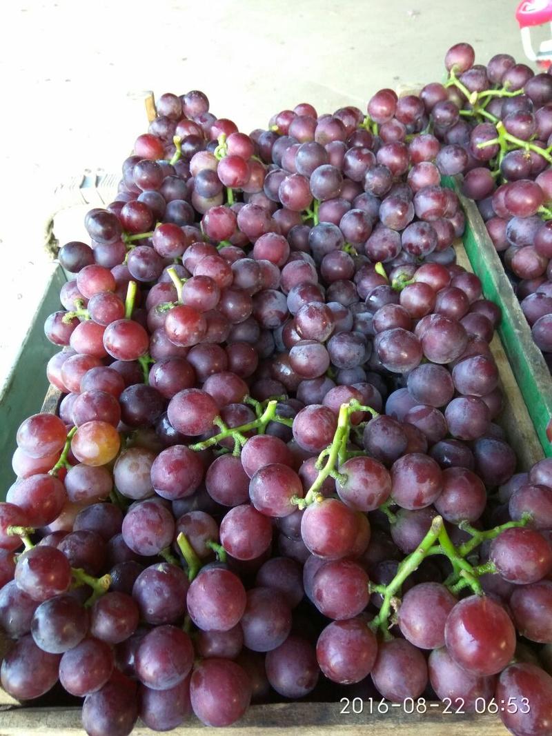葡萄、河北石家庄晋州市巨峰葡萄、新鲜上市、大量有货