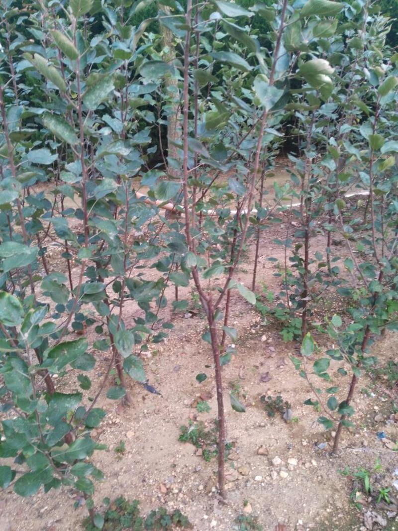 苹果苗苹果树品种纯红富士苹果苗维纳斯苹果苗