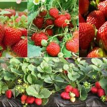 甜宝草莓苗10~20cm基地直销加冰发货