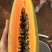 木瓜