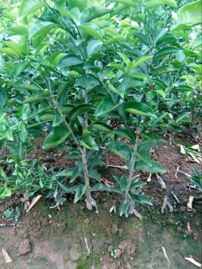 佛手种苗佛手柑苗佛手树苗批发
