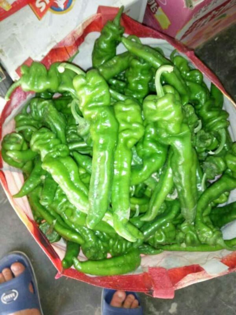螺丝椒15~20厘米青