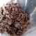 红蘑菇特级3cm