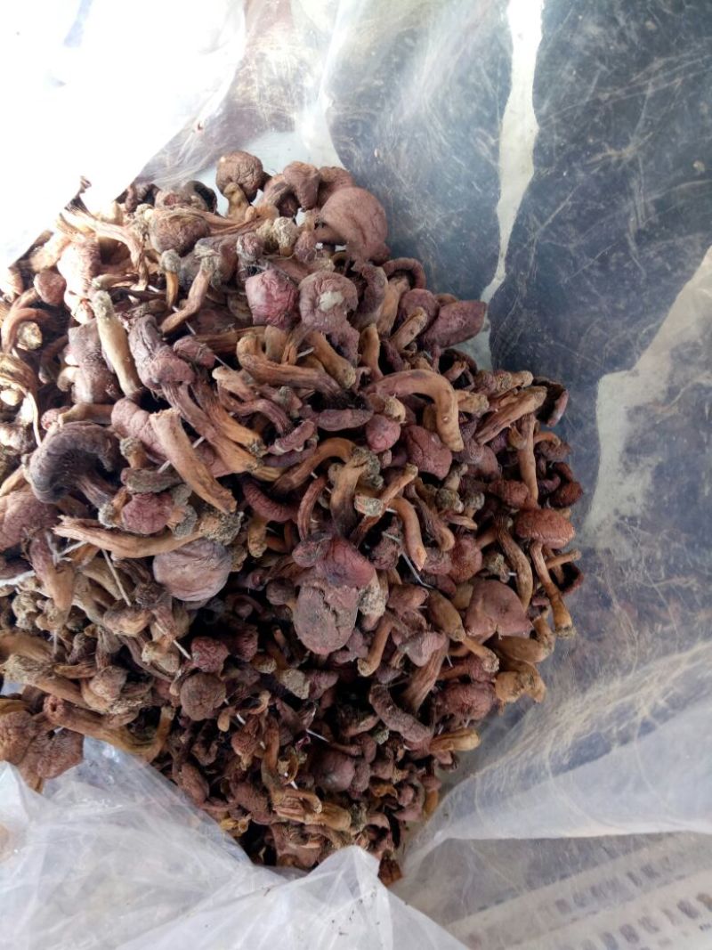 红蘑菇特级3cm
