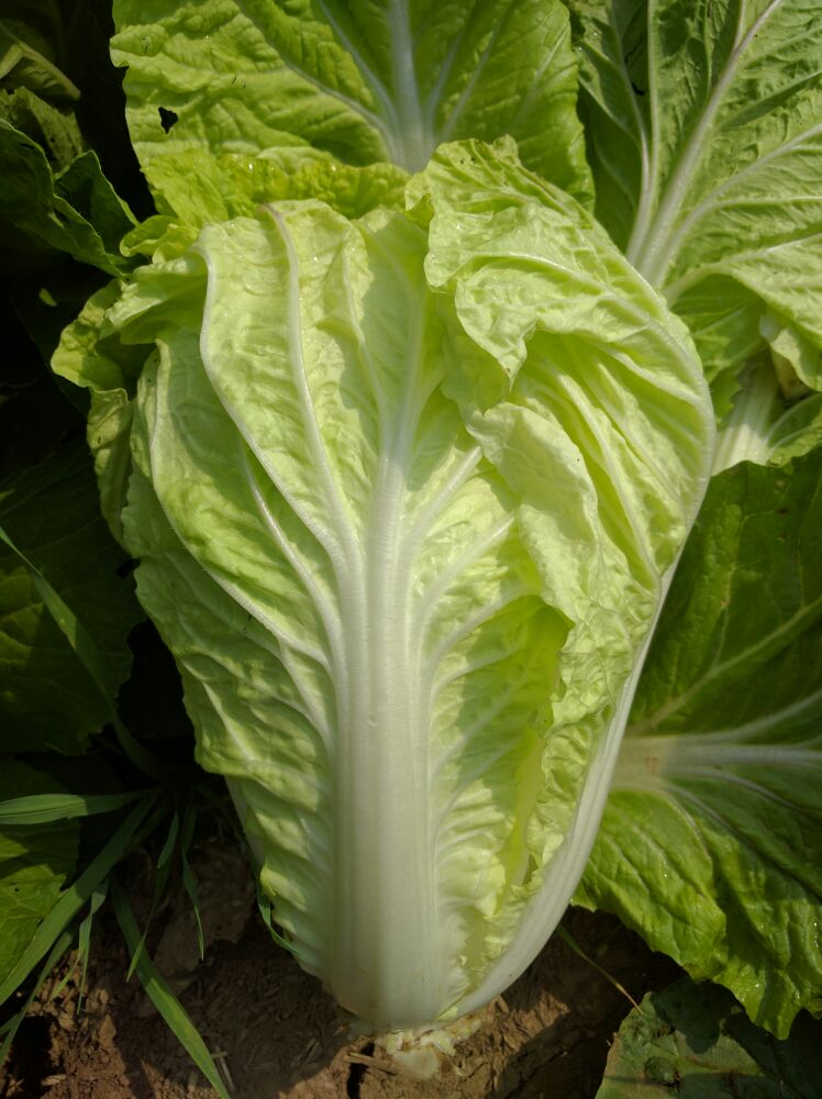 河南周口市郸城县夏阳白菜 2~3斤批发_陈士贤