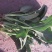 全能菠菜