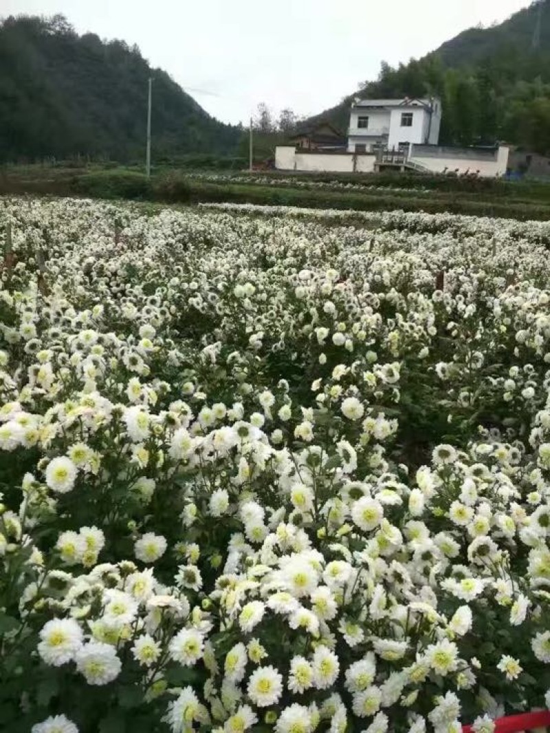 白菊花茶