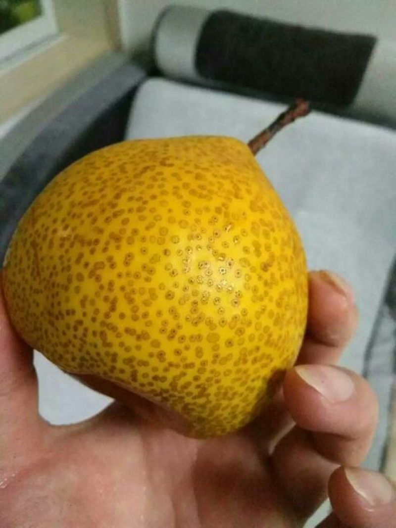莱阳梨300~350g膜袋