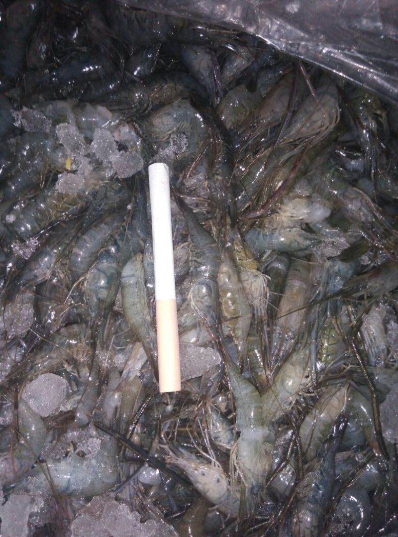 河虾冰鲜虾26~30只/kg