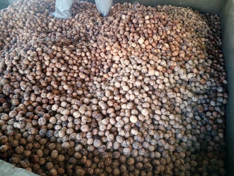 大泡核桃去皮干