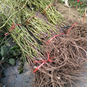 葡萄苗1年50~80cm