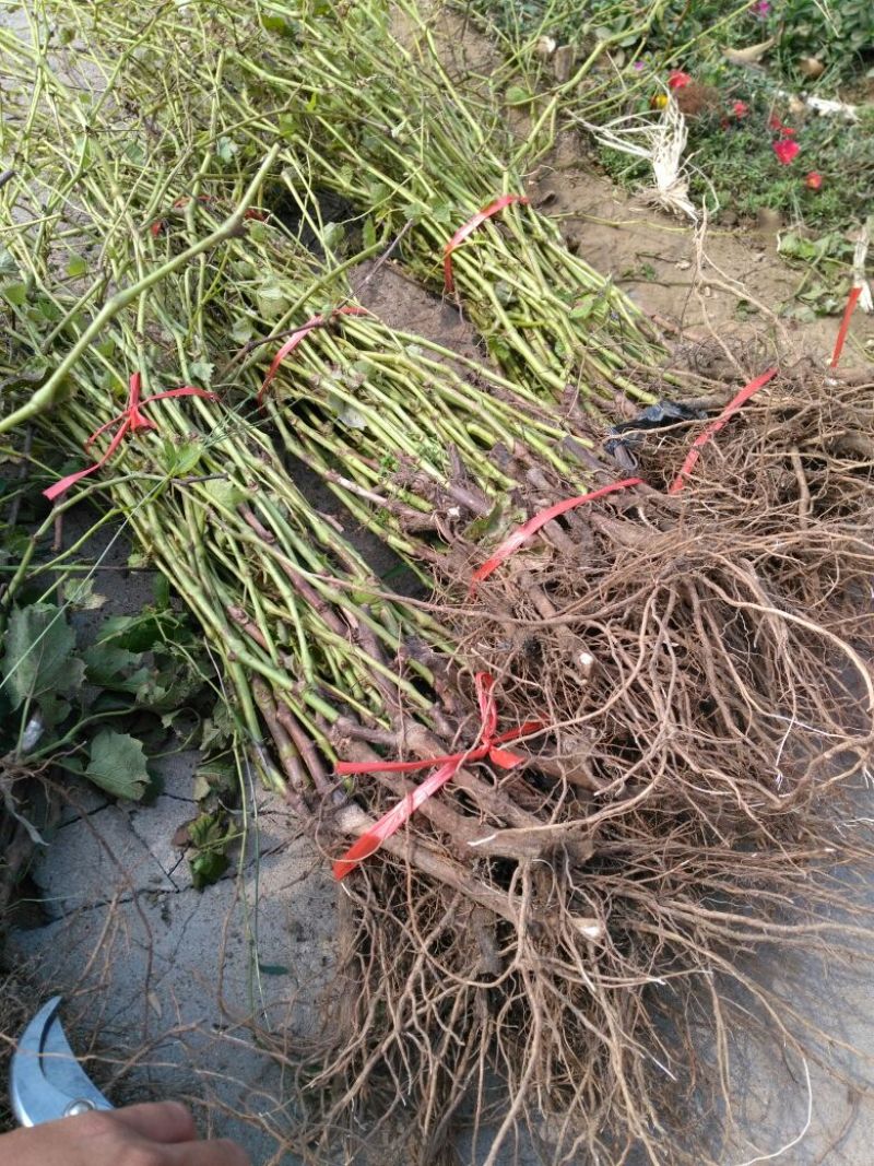 葡萄苗1年50~80cm