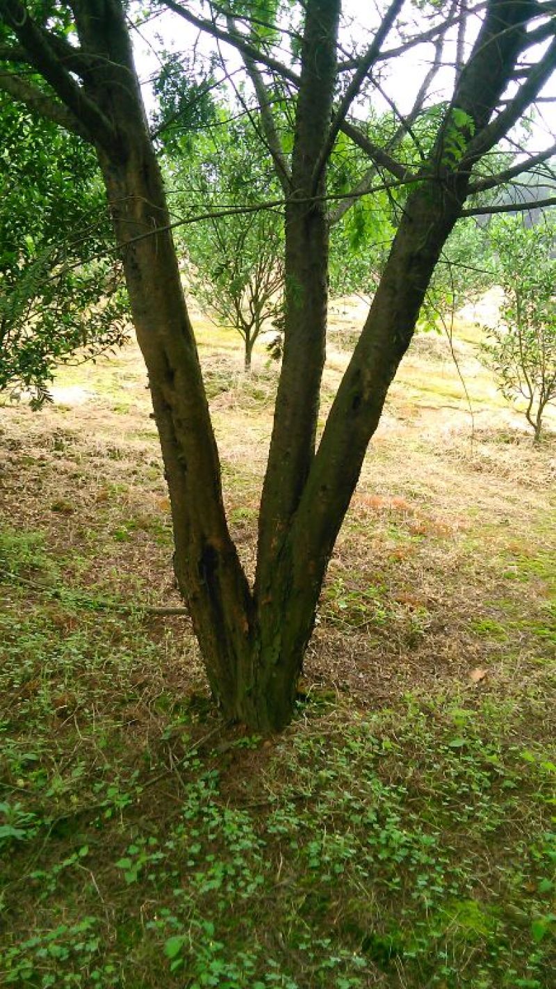 红豆杉树桩25~30cm