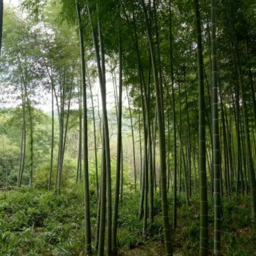 绿竹11~12m