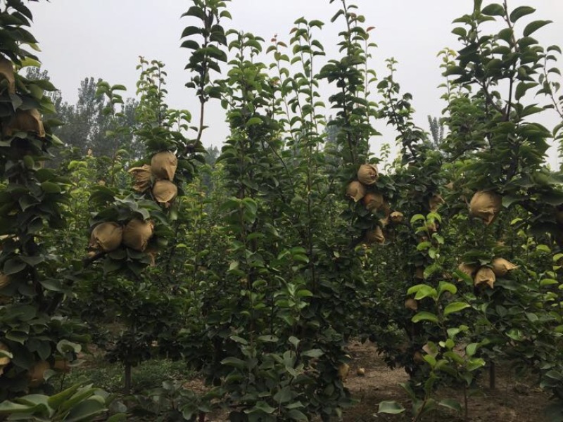 晚秋黄梨，个大皮薄多汁，秋季佳品！耐储存，