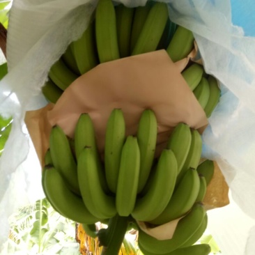 巴西香蕉七成熟