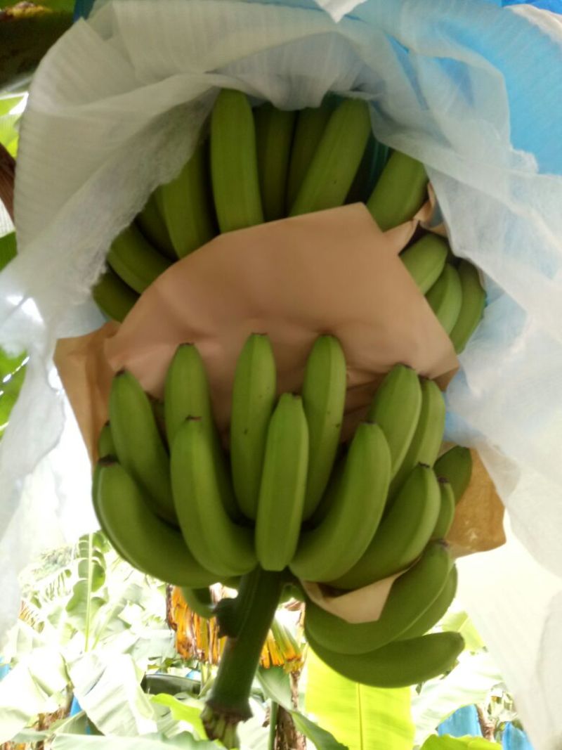 巴西香蕉七成熟
