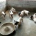 巴马香猪小香猪种猪苗多少钱一只