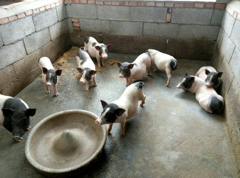 巴马香猪小香猪种猪苗多少钱一只