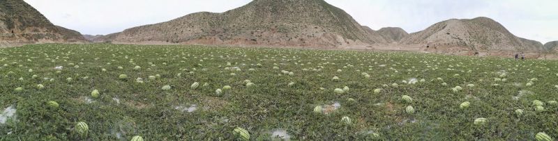 富硒西瓜金城5号金花1号