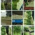 芹菜60cm以上四季有货产地供应包装齐全
