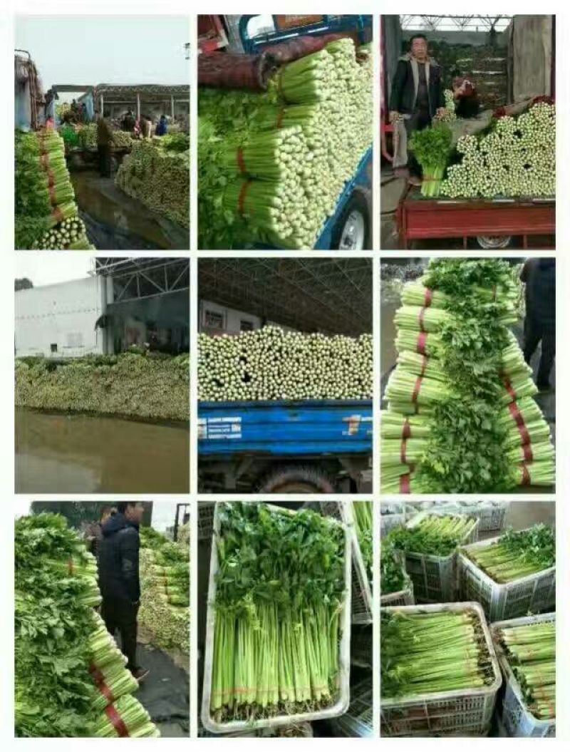 芹菜60cm以上四季有货产地供应包装齐全